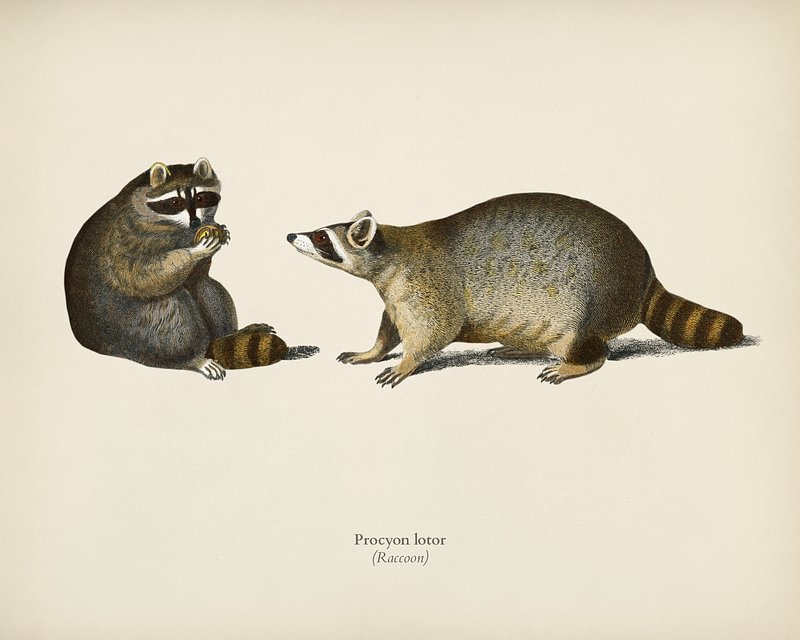 raccoon illustration vintage