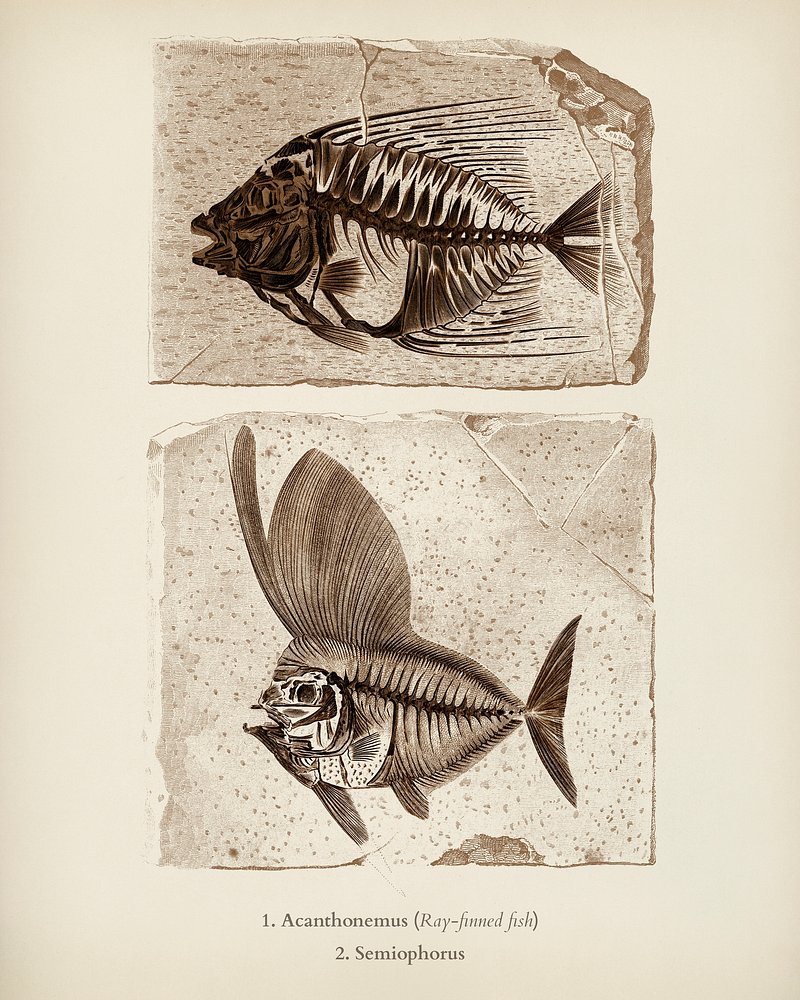 fish fossil drawing