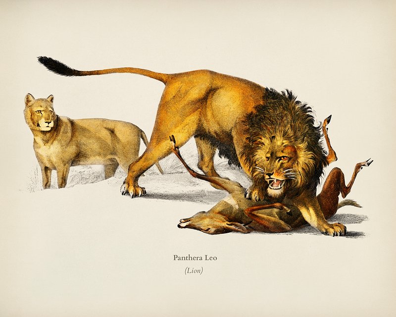 panthera leo fossilis