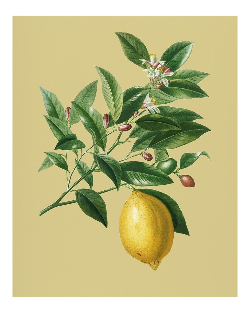 Vintage Lemon (Citrus Limonium) illustration | Premium Photo - rawpixel