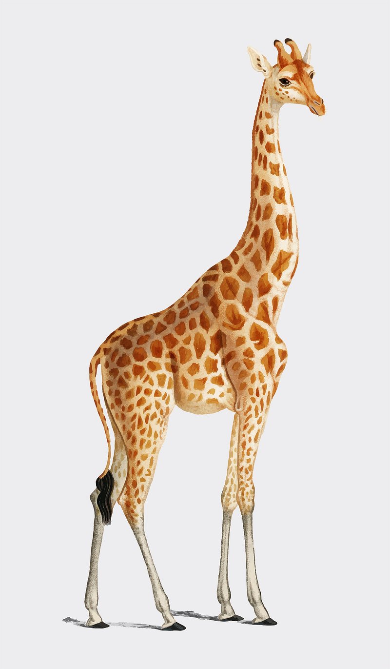 Giraffe kids coloring page vector,  Premium Vector Illustration - rawpixel