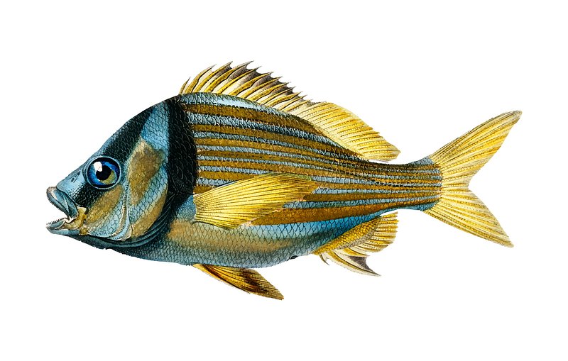 Porkfish (Pristipoma virginianum) illustrated by Charles | Premium ...