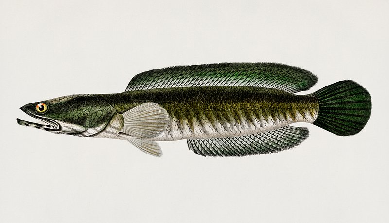 Channa Barcagiant Snakeheadisolated Black Backgroundbeautiful Fish Stock  Illustration 1964997220  Shutterstock