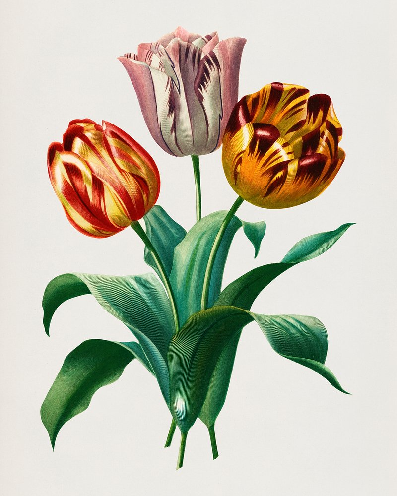 Тюльпан арта. Tulipa Botanical цветок. Тюльпан Геснера Botanical Art. Ботаническая иллюстрация тюльпан. Тюльпаны Винтаж.