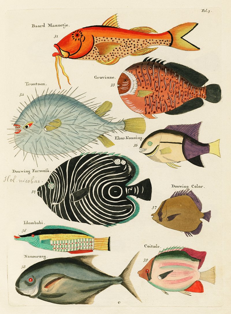 Vintage fish chart – AntikStock