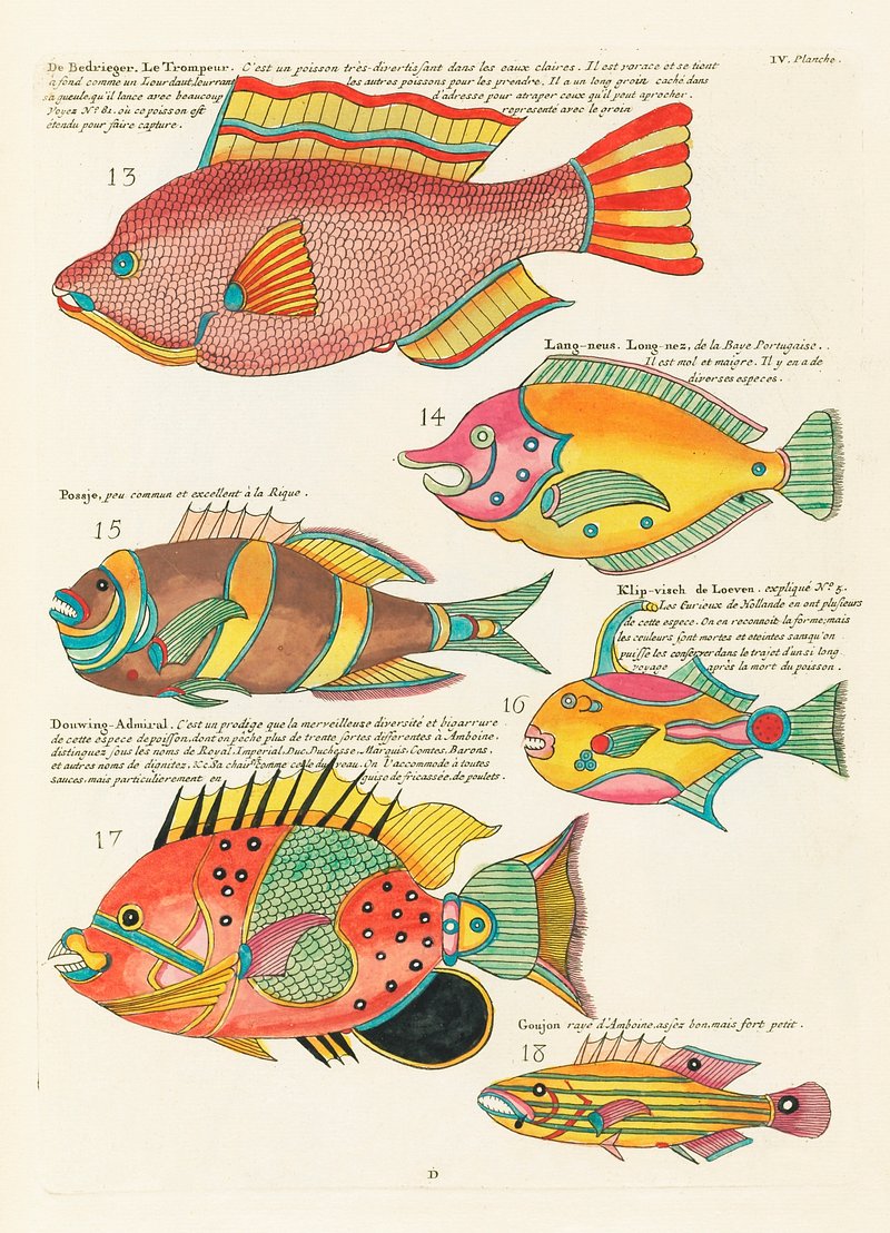 Louis Renard Beautiful Fish Cc0 Paintings Rawpixel