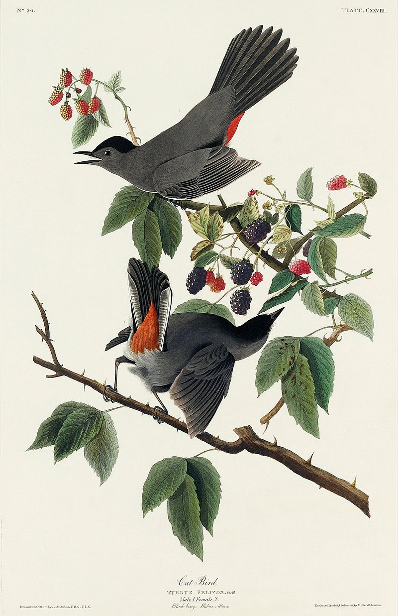 Common Hawk-Cuckoo sound illustration