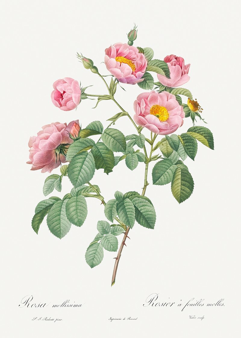 Semi-Double Variety of Tomentose Rose, | Free Photo Illustration - rawpixel