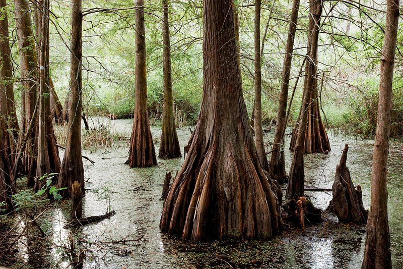 Louisiana Swamp Wallpapers  Top Free Louisiana Swamp Backgrounds   WallpaperAccess
