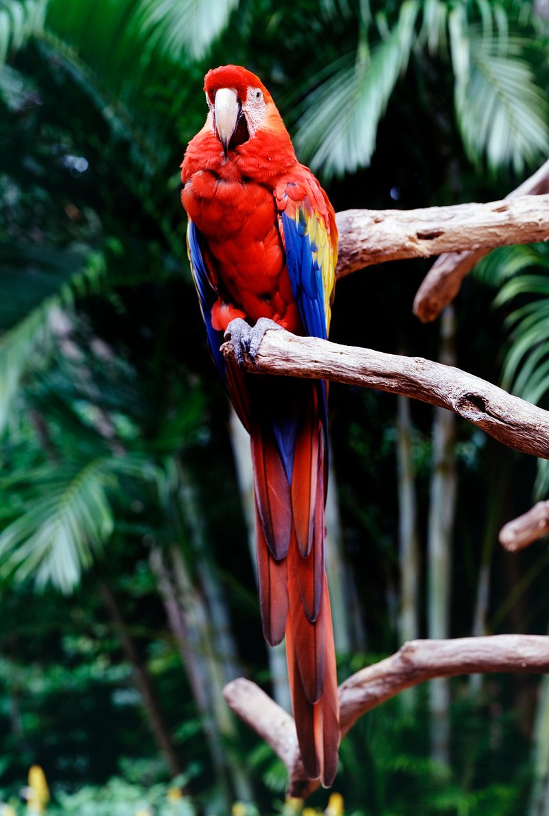 red parrot wallpaper