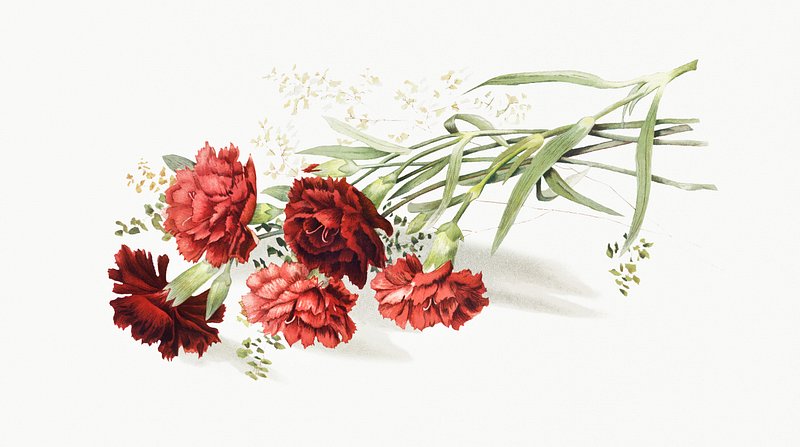 10 Red Flower Drawings! | Flower drawing, Flower art, Digital flowers