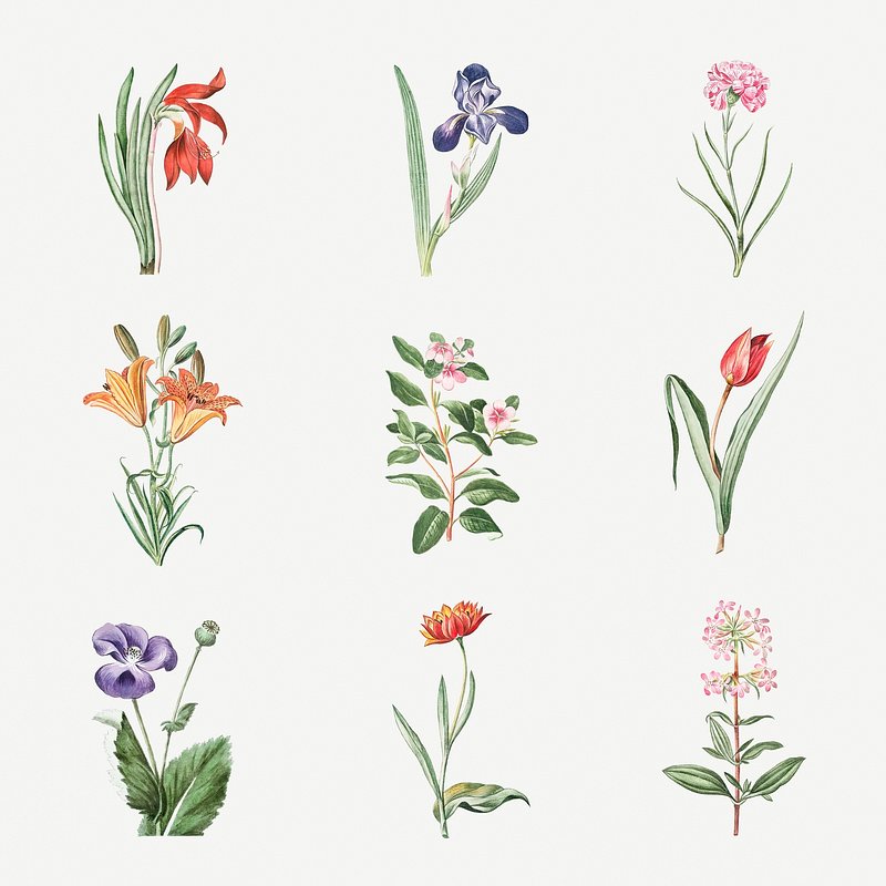 Set of blooming flowers vector | Premium Vector Illustration - rawpixel