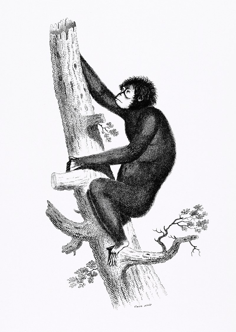 Orangutan Images - Free HD Backgrounds, PNGs, Vectors & Illustrations - rawpixel