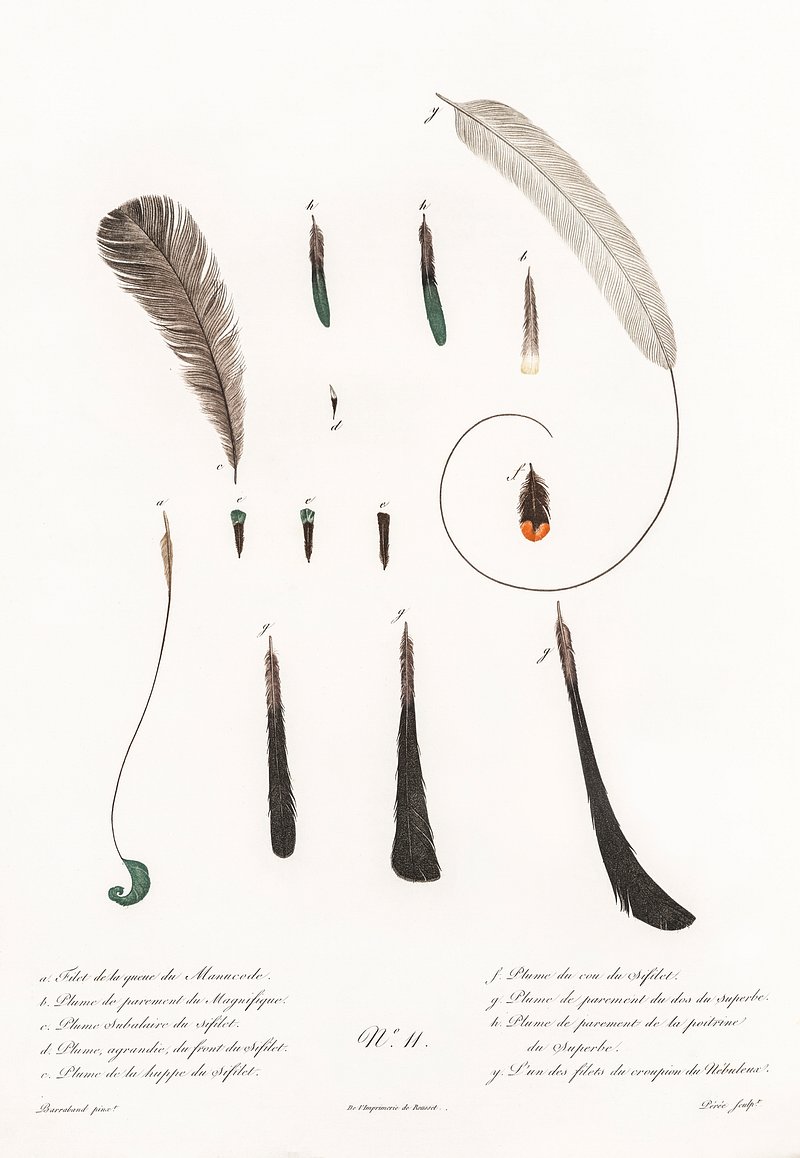 King bird paradise feather and | Free Photo Illustration - rawpixel