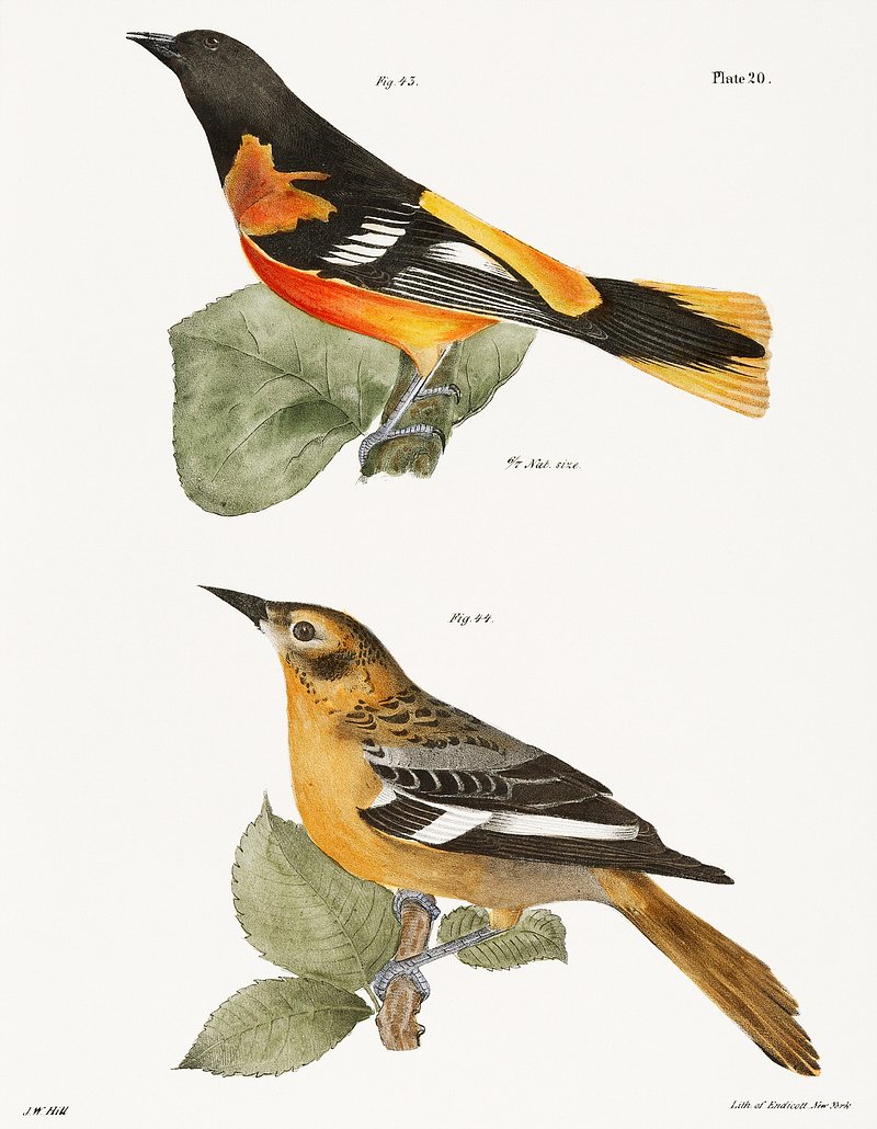 Oriole bird distinguishing features