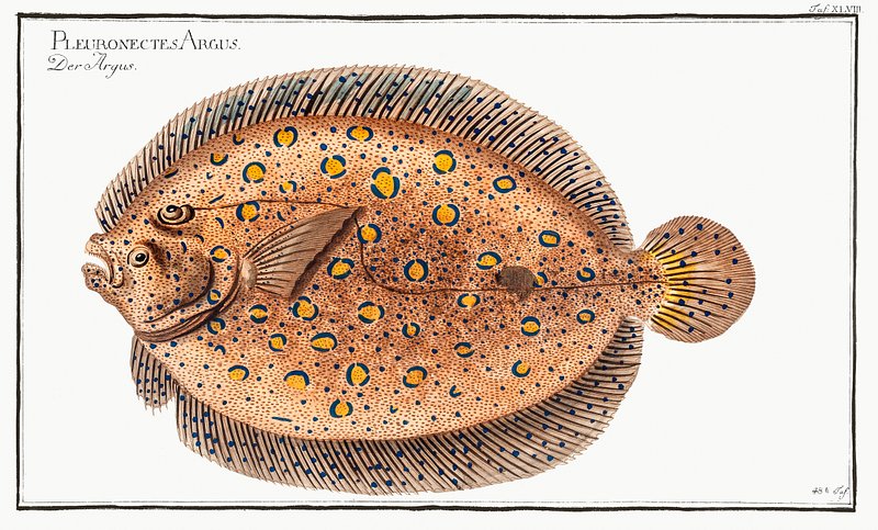 Argus-Flounder (Pleuronectes Argus) Ichtylogie, ou | Free Photo ...
