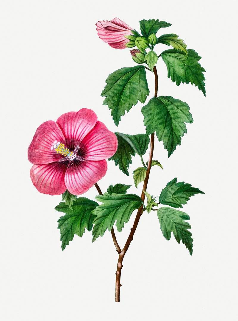 Hibiscus syriacus Ботаническая иллюстрация