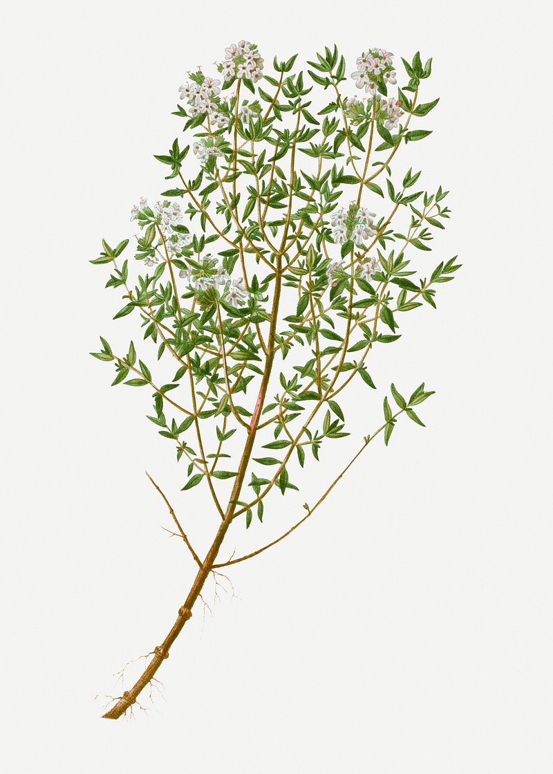 thyme plant drawing