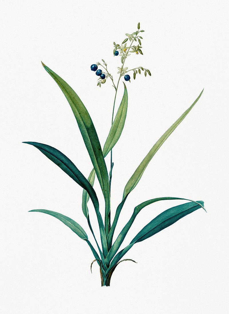 Растение Дианелла