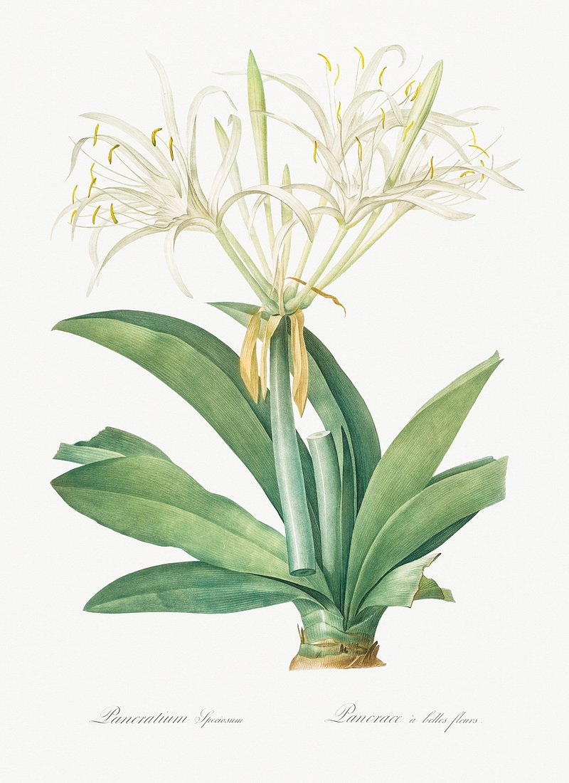 Pancratium speciosum illustration from Les | Free Photo Illustration ...