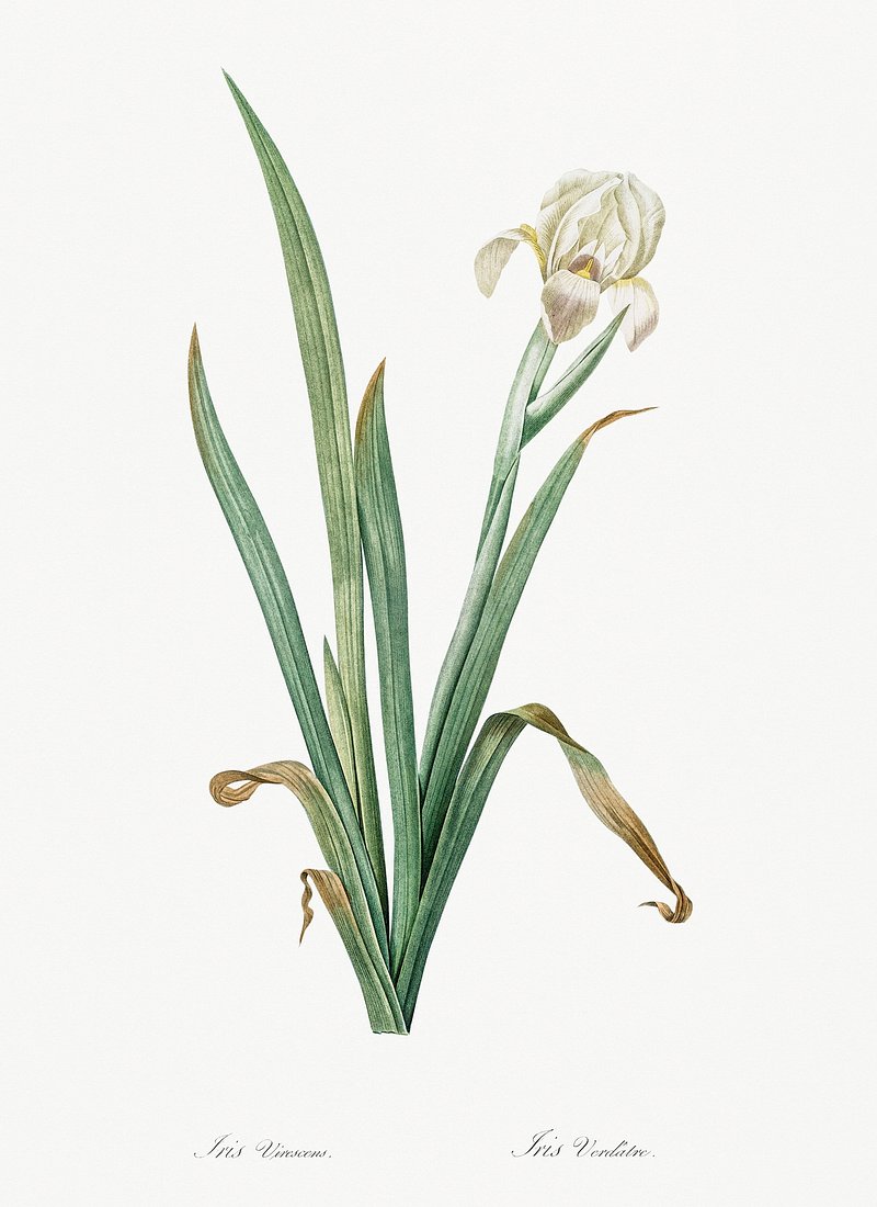 Crimean iris illustration Les liliacées | Free Photo Illustration ...