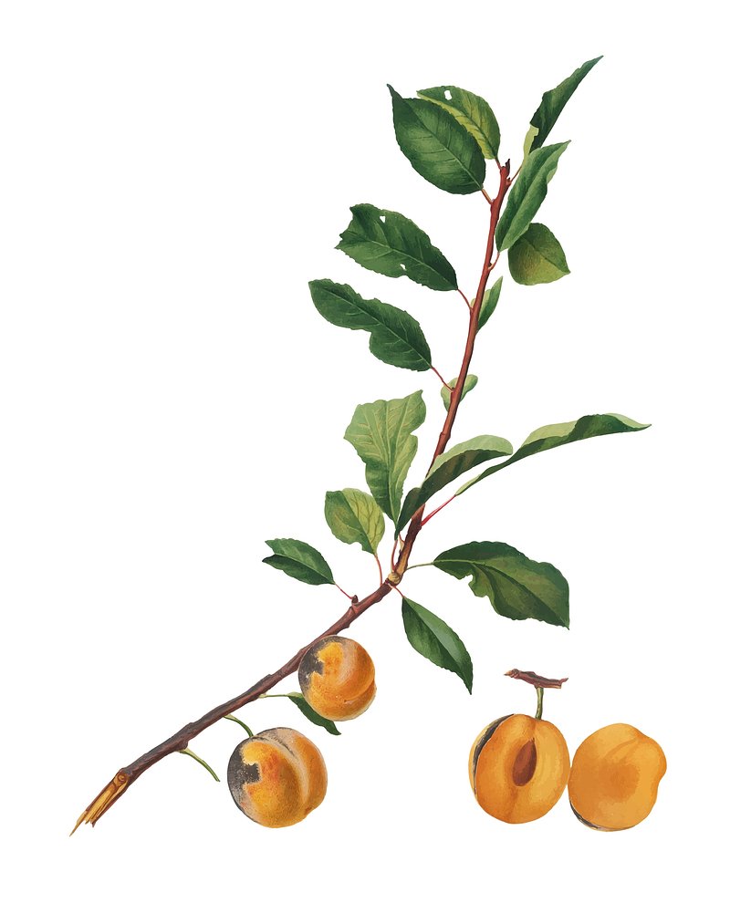 apricot tree drawing