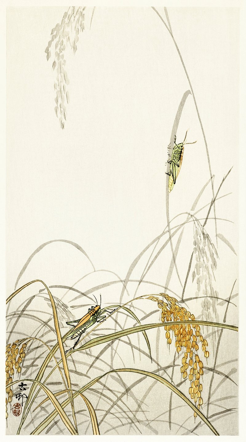 rice plant sketch