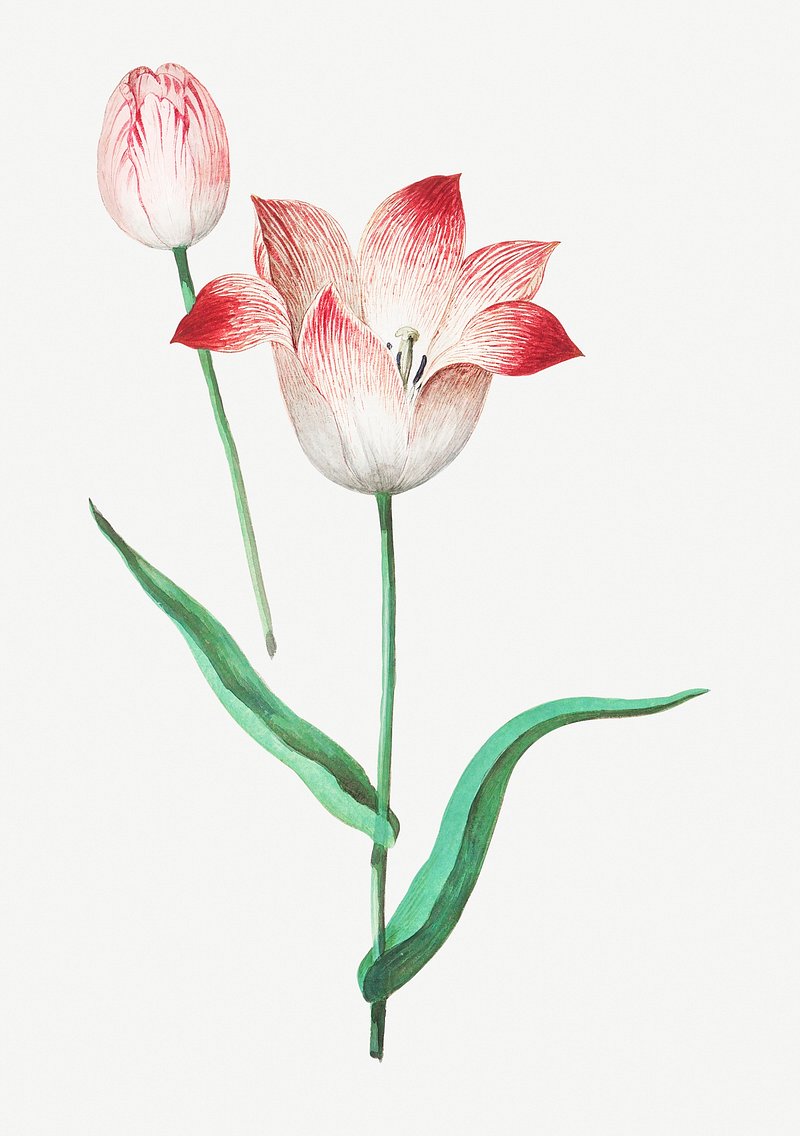 Vintage tulip flower illustration | Premium PSD Illustration - rawpixel