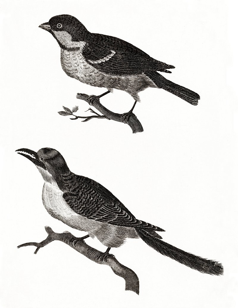 mechanism of bird song production