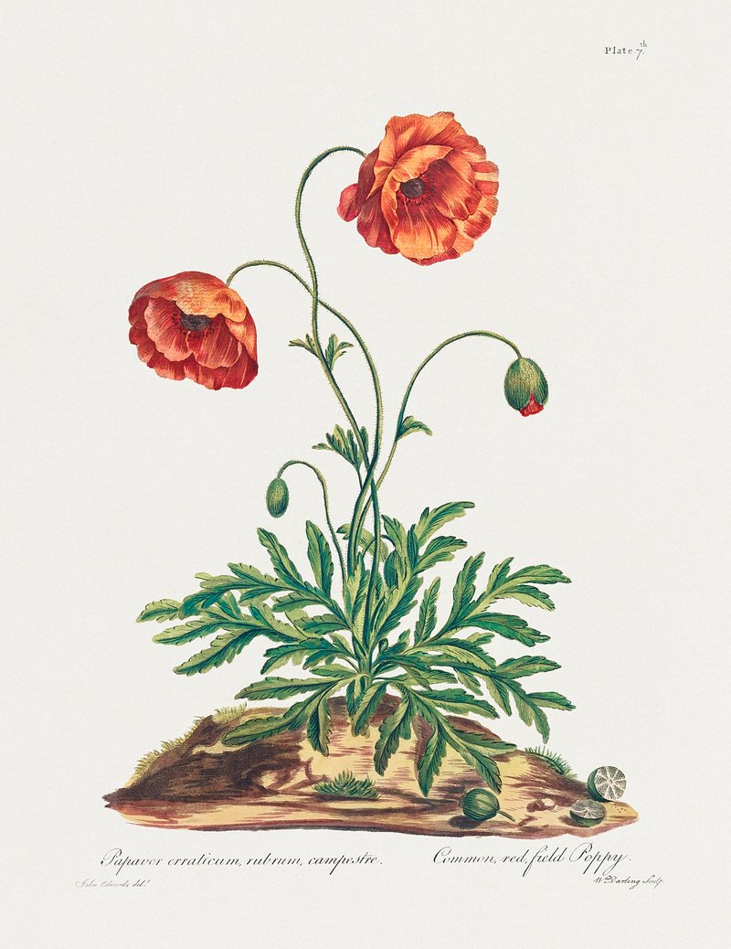 Common, Red Field Poppy (1775) | Free Photo Illustration - rawpixel