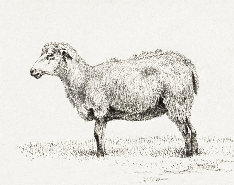Standing sheep (1812) by Jean | Free Photo Illustration - rawpixel