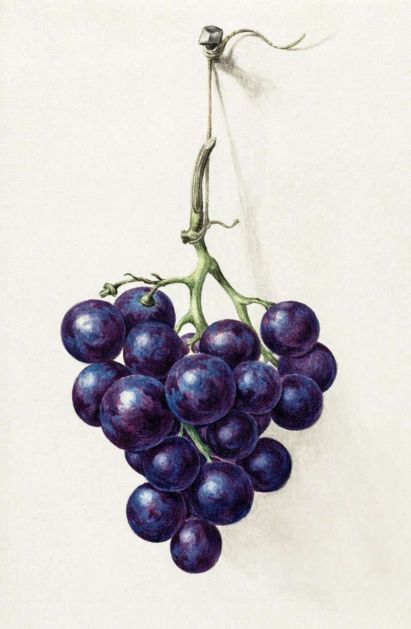 3D Art Image of Realistic Drawing Black Grapes with Pencil Illustration.  Generative AI. 25456271 Stock Photo at Vecteezy