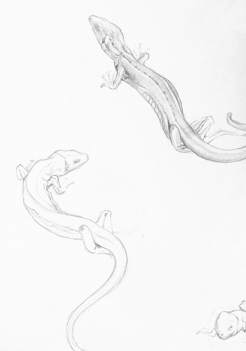 Hand sketch lizard on rock stock vector. Illustration of head - 74045456