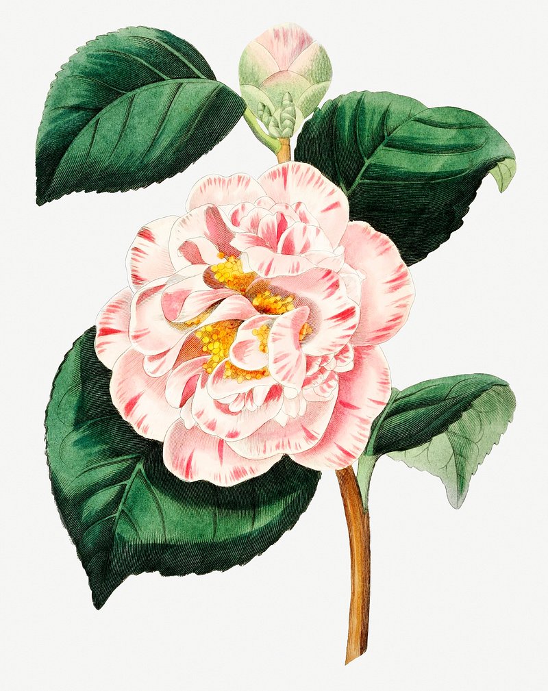 Vintage gray's invincible camellia flower | Premium PSD Illustration ...