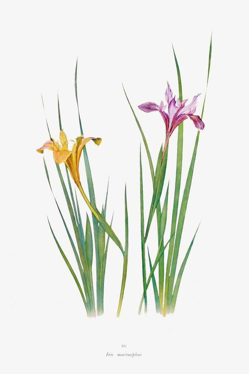 Iris Macrosiphon The Genus Iris | Free Photo Illustration - rawpixel