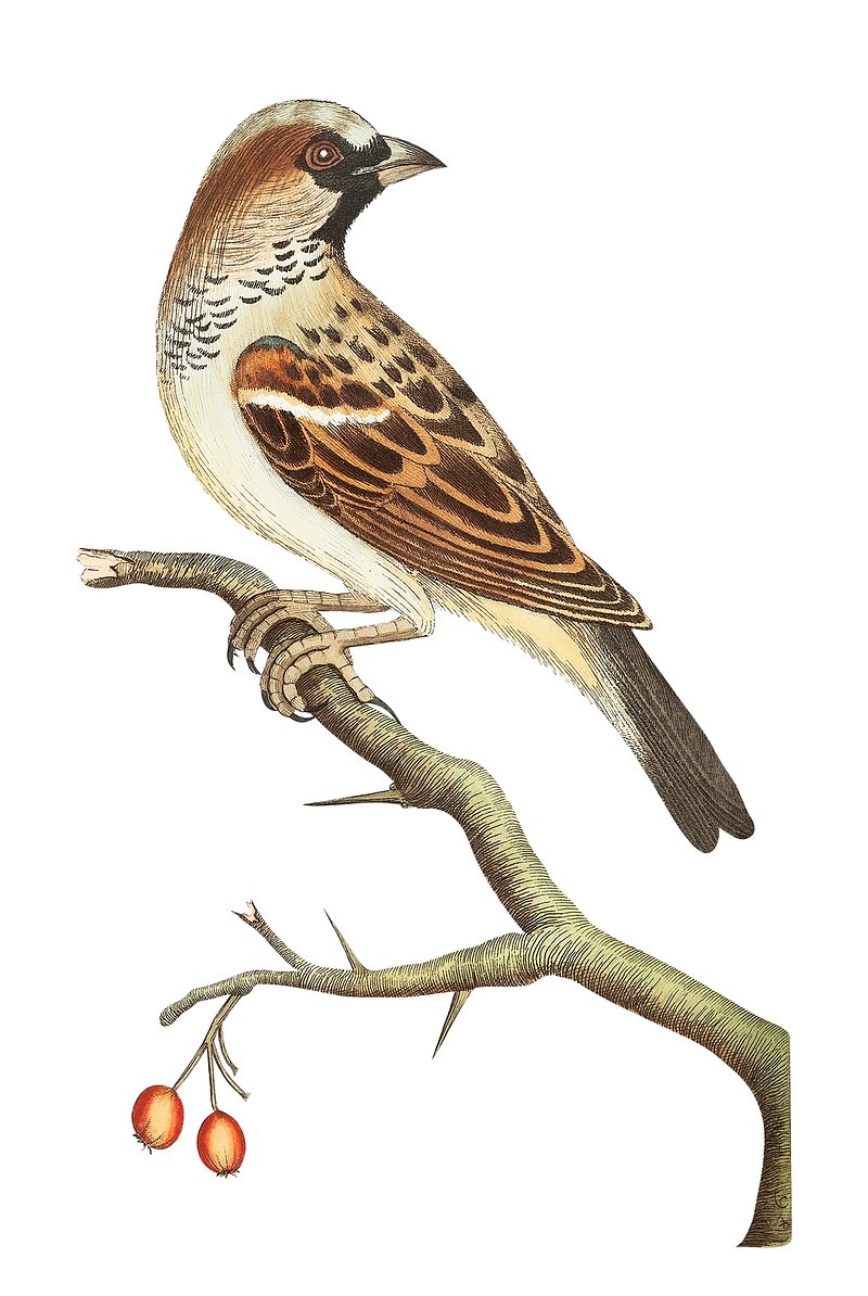Download Sparrow, Bird, Animal. Royalty-Free Stock Illustration Image -  Pixabay