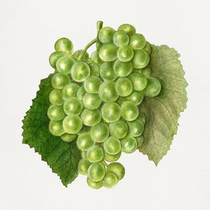 Vintage bunch green grapes illustration. | Free Photo Illustration ...