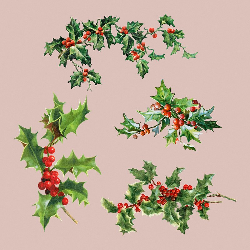 Festive holly leaves transparent png, premium image by rawpixel.com / nam
