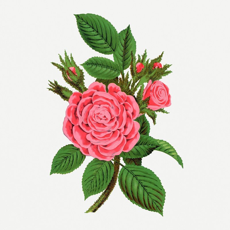Pink rose, Salet Moss illustration, | Premium Photo Illustration - rawpixel