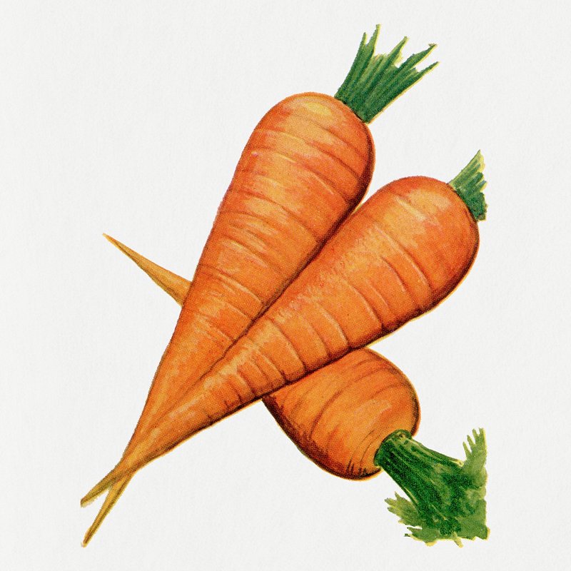 How to Draw a Carrot II Art II How to draw Vegetables II #artjanag - YouTube