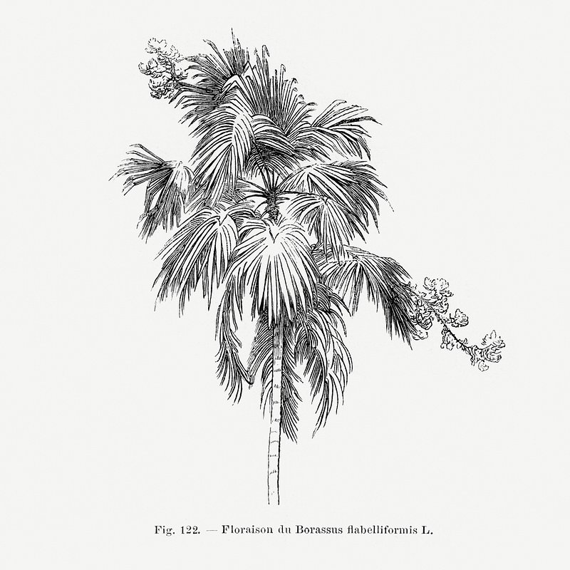 Vintage palm tree drawing. Digitally | Free Photo Illustration - rawpixel