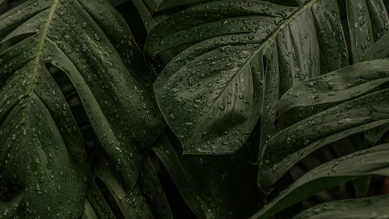 Aesthetic pc wallpaper 4k - palm leaves