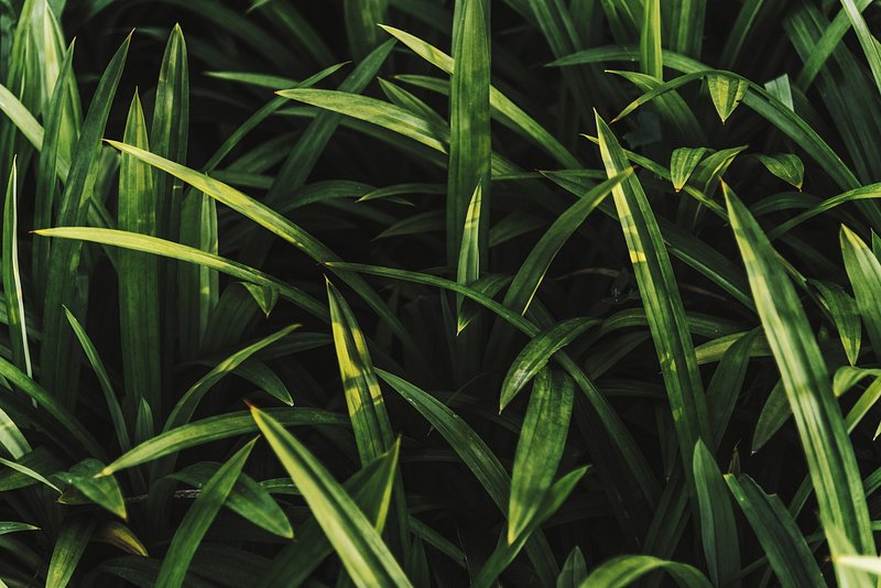 Grass Images | Free HD Backgrounds, PNGs, Vectors & Templates - rawpixel