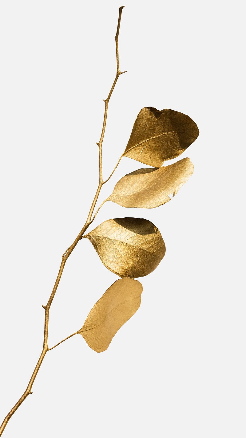 Eucalyptus round leaves painted in gold design element, free image by  rawpixel.com / Teddy Rawpixel