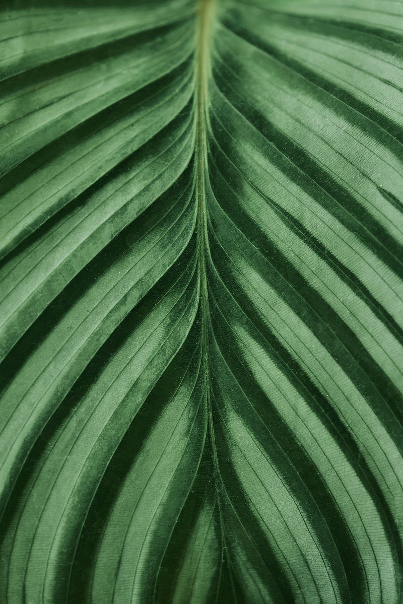 Green leaf close up background | Free Photo - rawpixel