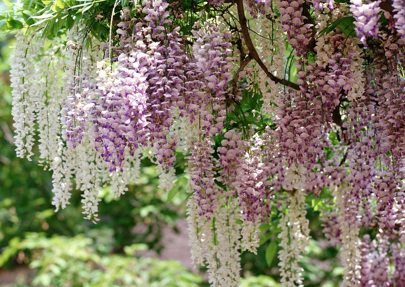 Spring Flowers Series, Wisteria Trellis, | Free Photo - rawpixel