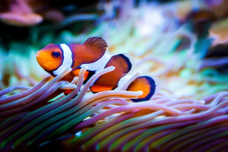 underwater clown fish wallpaper
