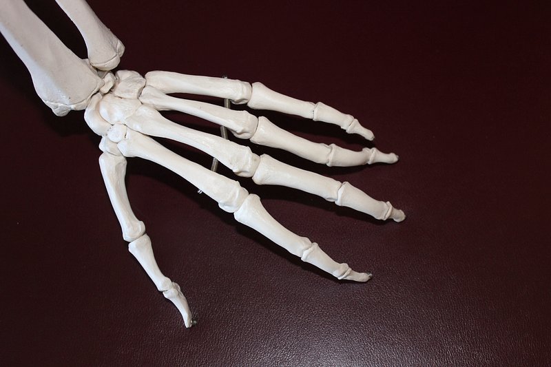 Skeleton Hand Images  Free Photos, PNG Stickers, Wallpapers & Backgrounds  - rawpixel