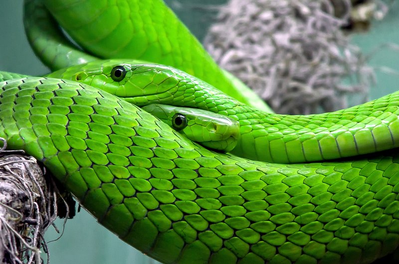 File:Snake Eye - Flickr - Care SMC.jpg - Wikimedia Commons