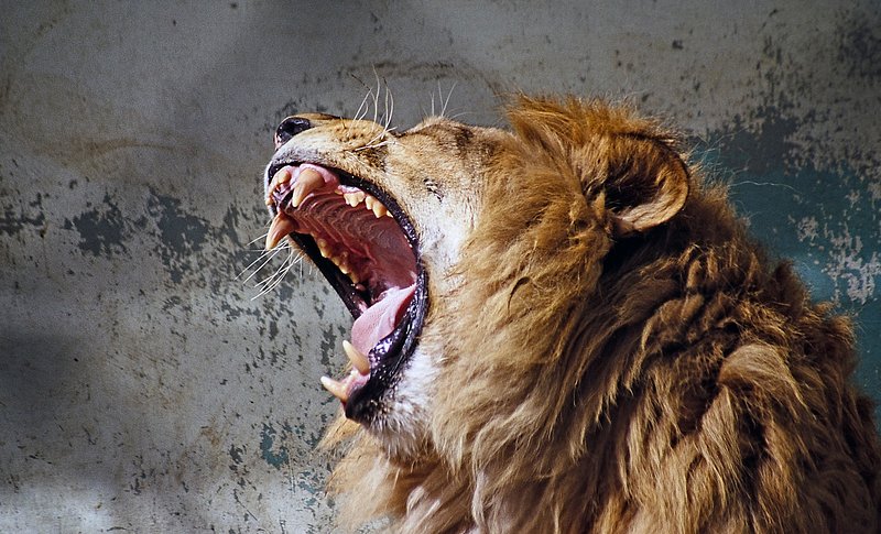 Roar (vocalization) - Wikipedia